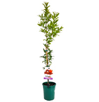 Wonderful Pomegranate (medium size) - Ladybird Nursery