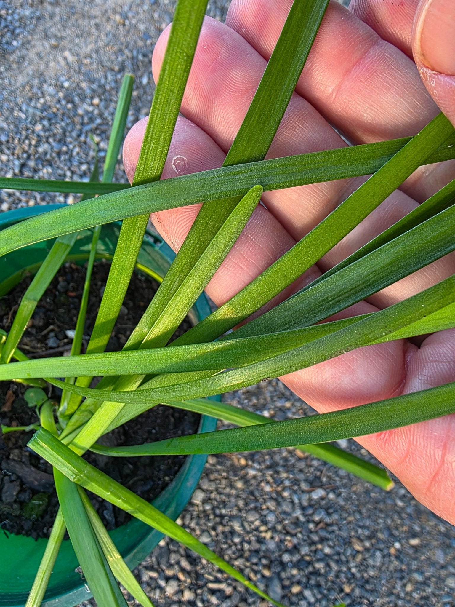 Garlic Chives - Ladybird Nursery