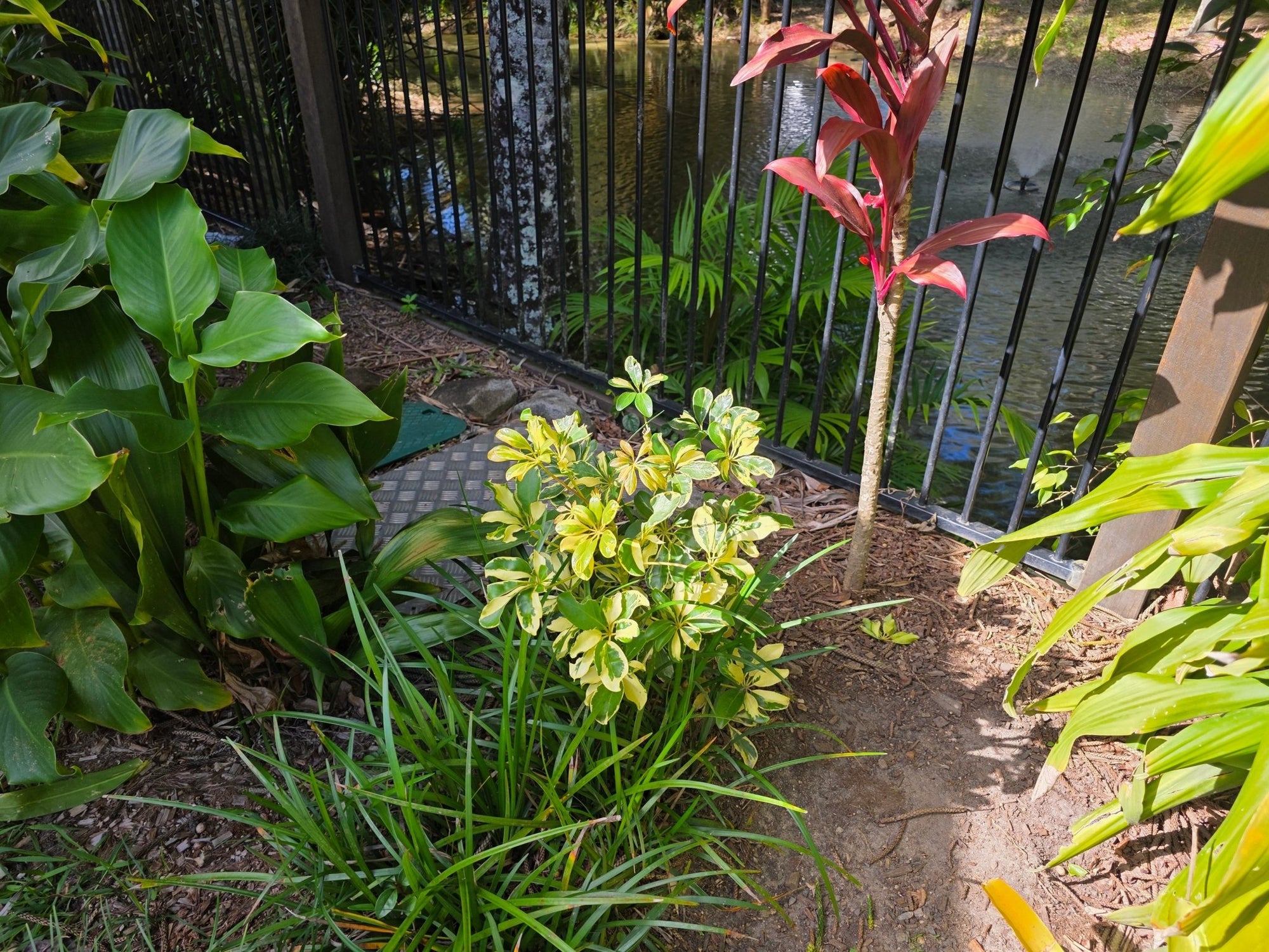 Dwarf Umbrella Tree Madame De Smet (Schefflera arboricola) Advanced 300mm pot - Ladybird Nursery