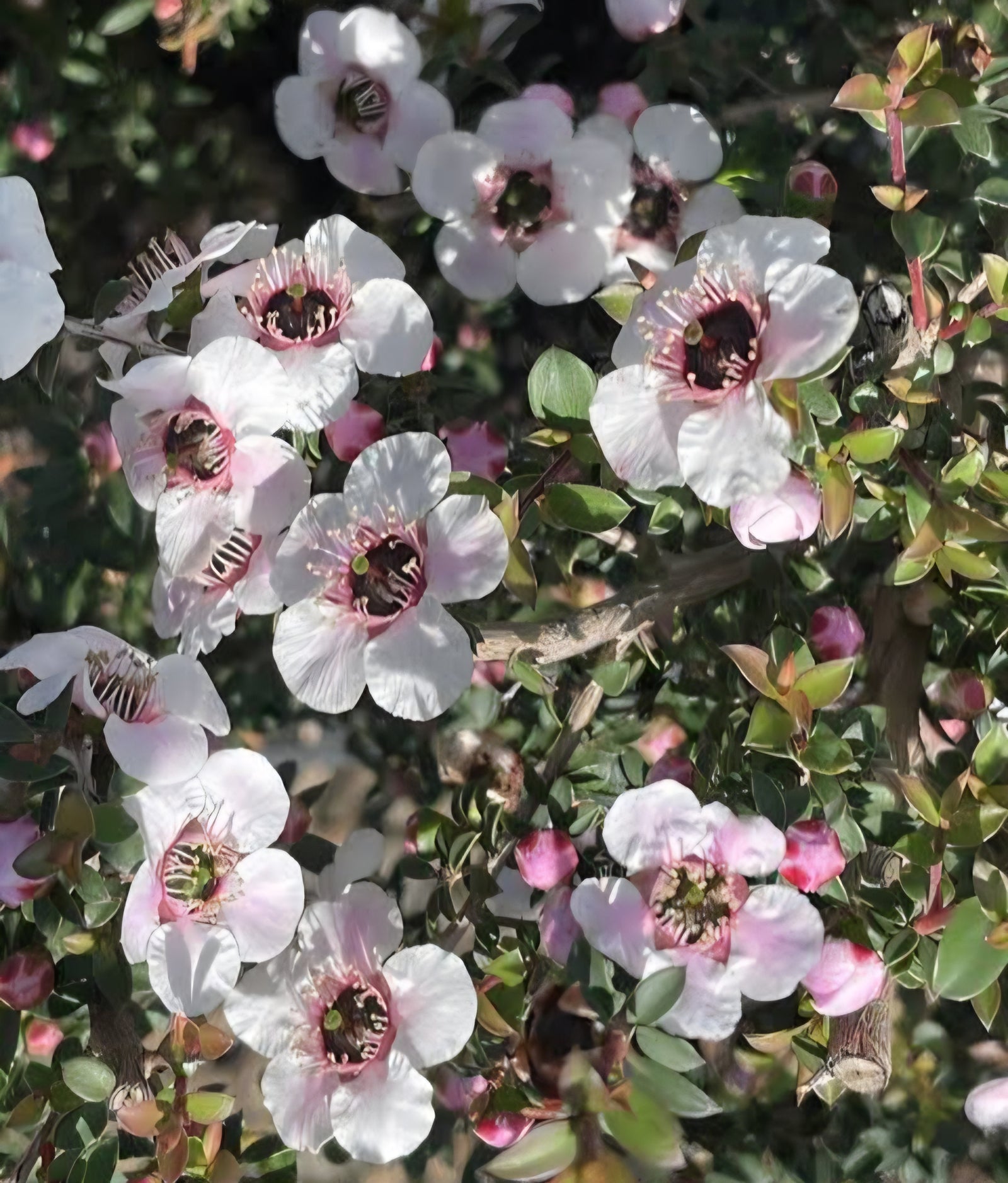 Leptospermum 'Stephen Rose'