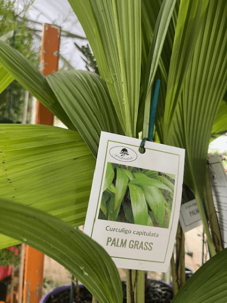 Palm Grass (Molineria capitulata) - Ladybird Nursery