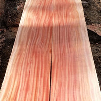 African Mahogany (Khaya senegalensis) - Ladybird Nursery