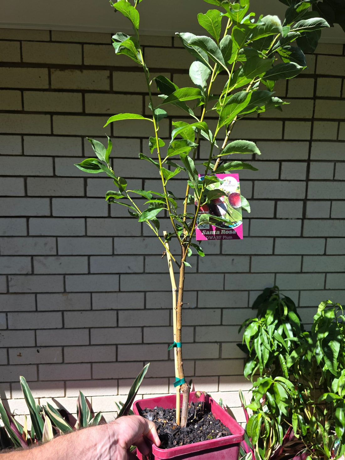 Dwarf Plum 'Santa Rosa' - Ladybird Nursery