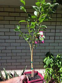 Dwarf Plum 'Santa Rosa' - Ladybird Nursery