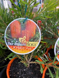 Dwarf Banksia 'Honey Pots' - Ladybird Nursery