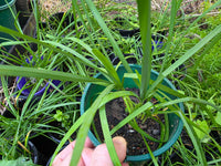 Garlic Chives - Ladybird Nursery