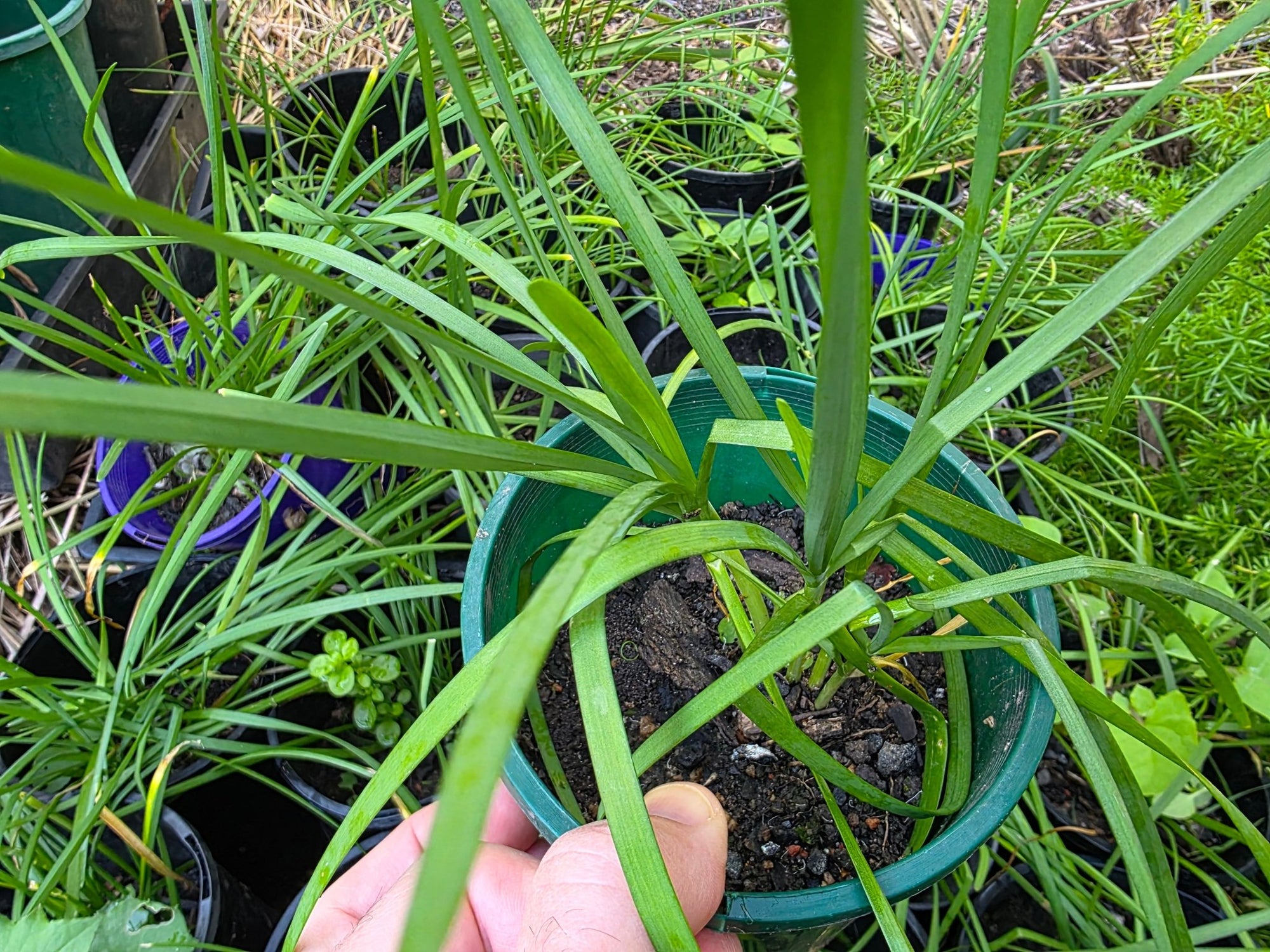 Garlic Chives - Ladybird Nursery