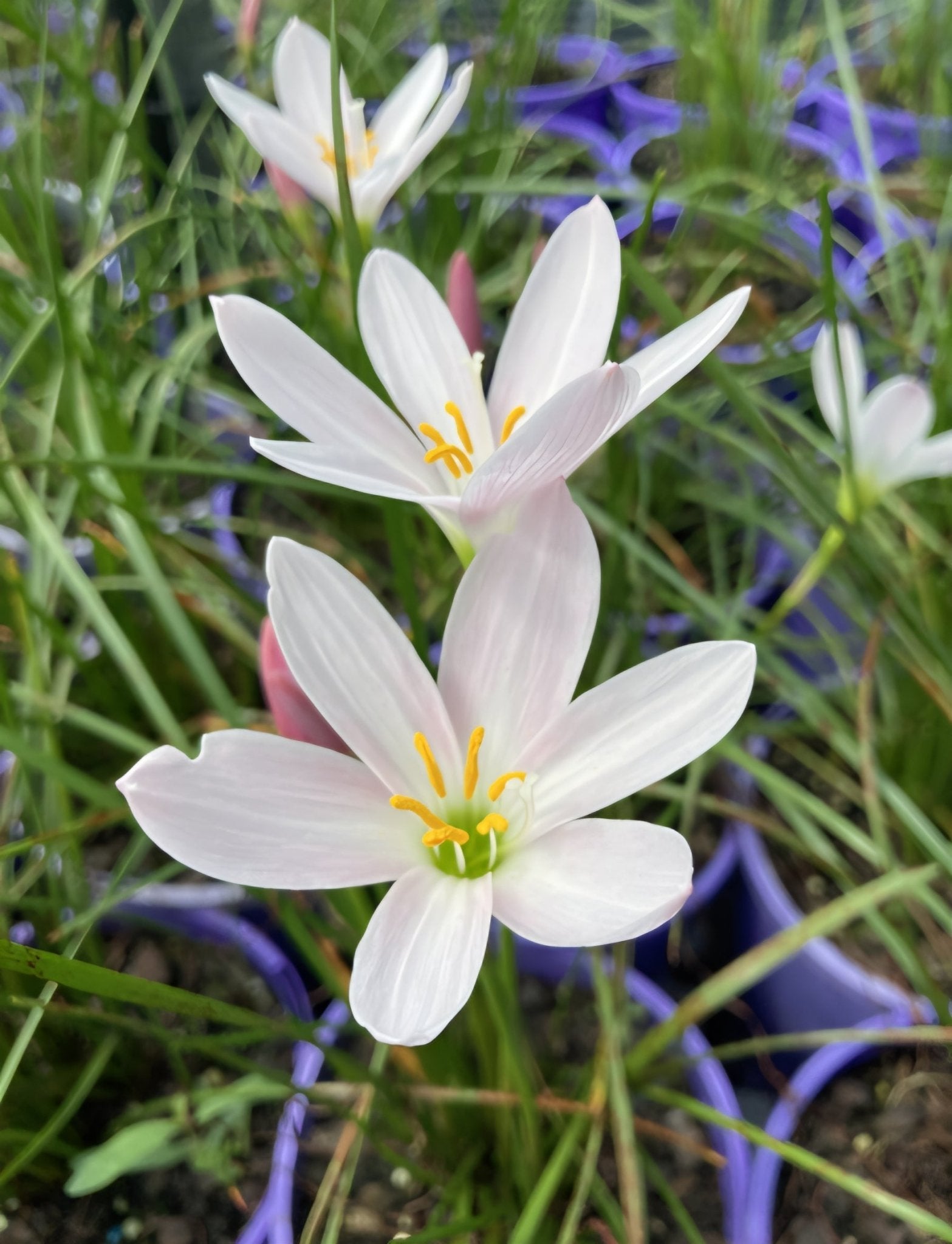Rain Lily Grandjax (Zephyranthes) - Ladybird Nursery