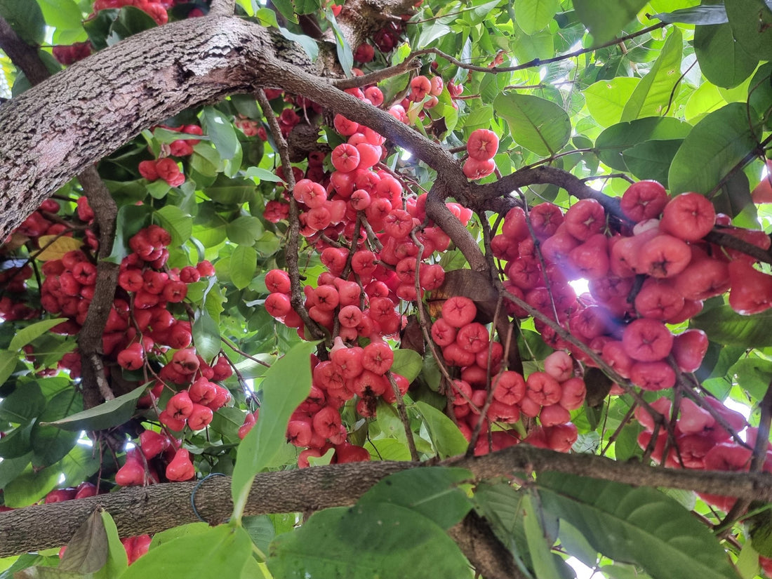 Wax Jambu 'Water Roseapple' (Syzygium aqueum) - Ladybird Nursery