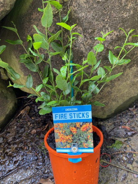 Chorizema 'Fire Sticks'