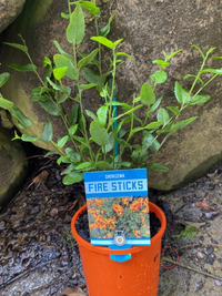 Chorizema 'Fire Sticks'
