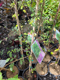 Chinese Elm (Ulmus parvifolia) - Ladybird Nursery
