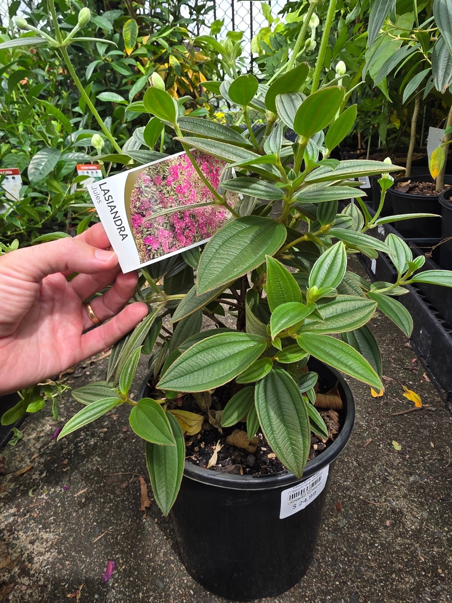 Tibouchina 'Jules' (Lisiandra) - Ladybird Nursery
