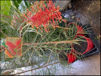 Grevillea Blood Orange (large) 200mm - Ladybird Nursery