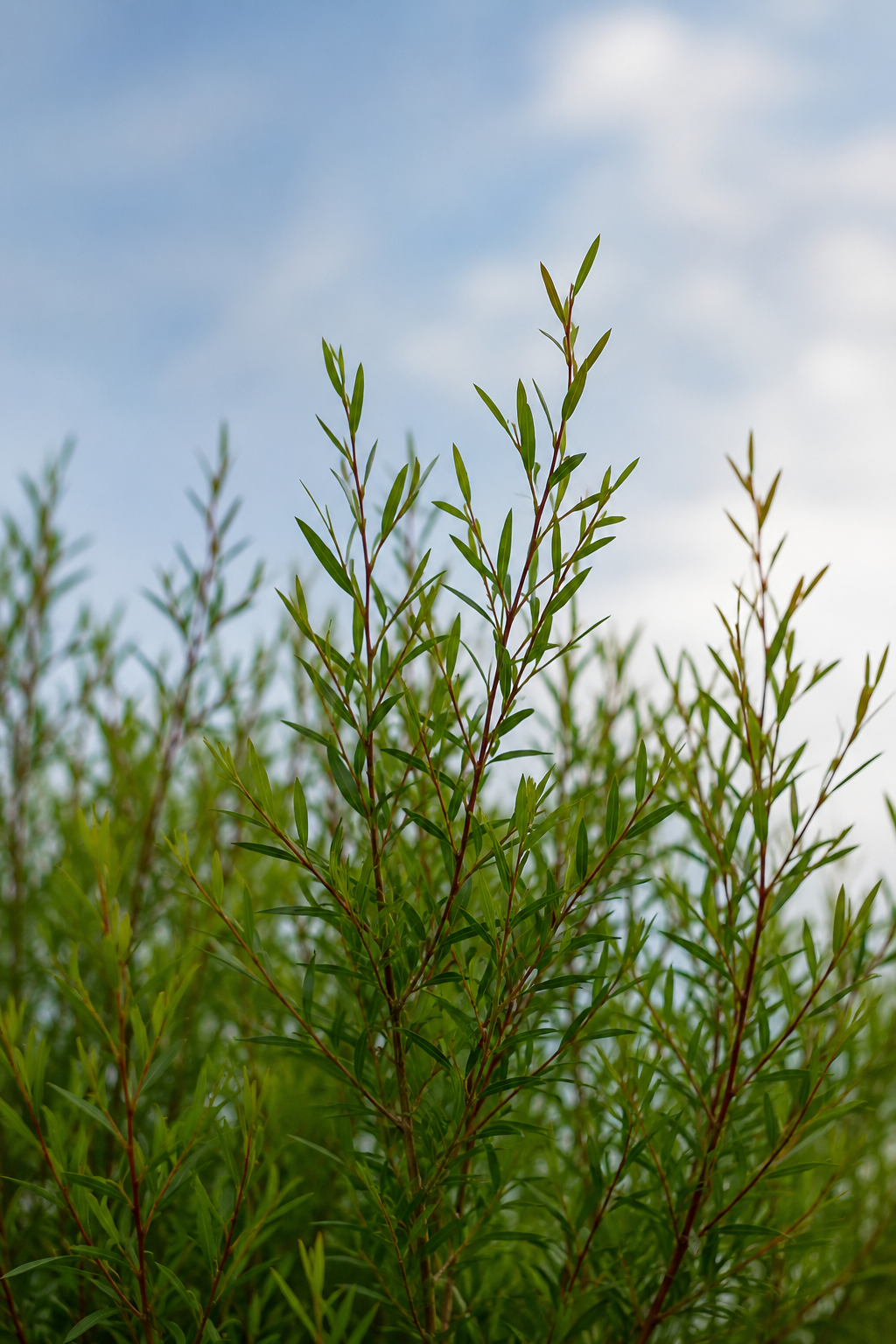 Leptospermum ‘Lemon Hedge’