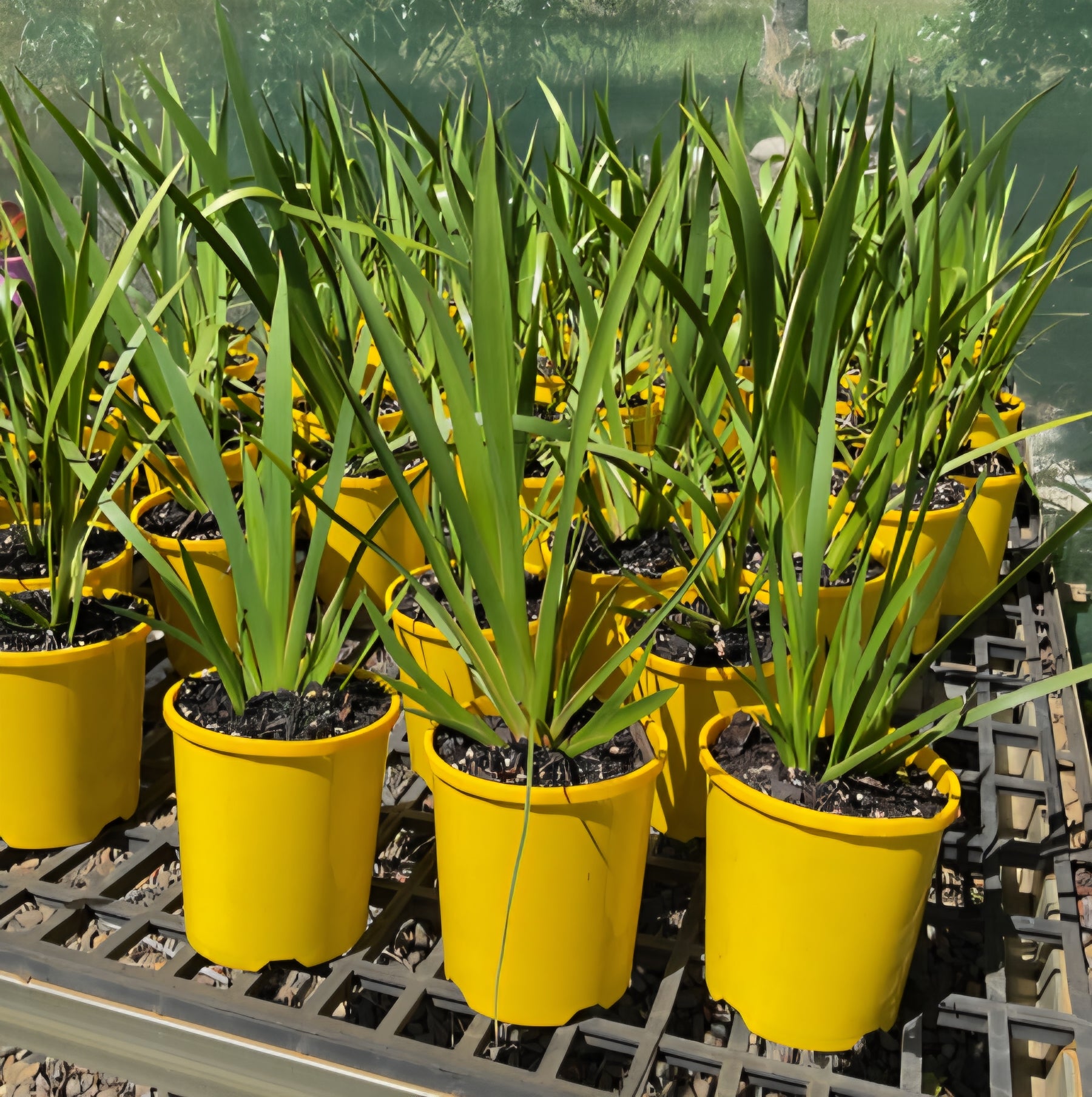 Kangaroo Paw 'Yellow Gem' (Anigozanthos) - Ladybird Nursery