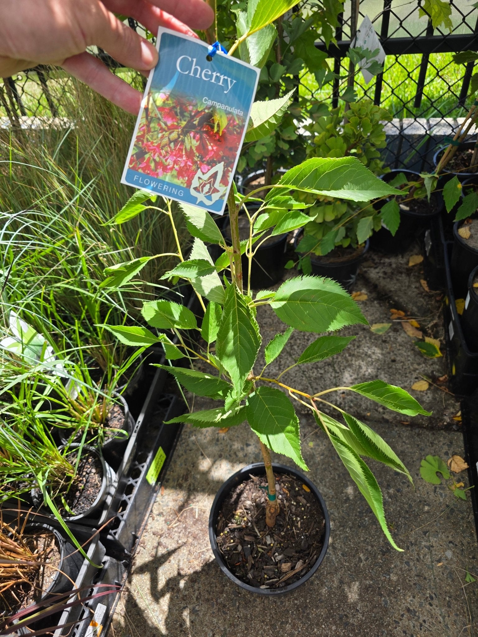 Flowering Taiwan Cherry (Prunus campanulata) - Ladybird Nursery