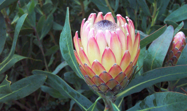 Protea 'Susara' - Ladybird Nursery