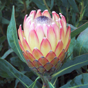 Protea 'Susara' - Ladybird Nursery