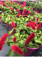Chenille Plant Stephie (Acalypha reptans) - Ladybird Nursery