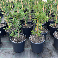 Bottlebrush ‘White Anzac’ (Callistemon citrinus) - Ladybird Nursery