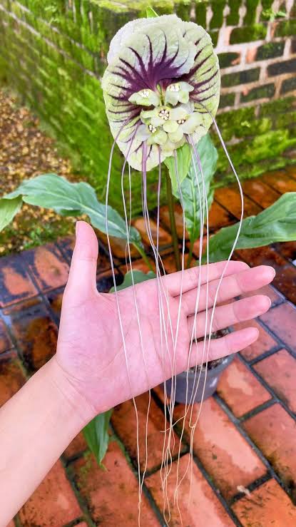 White Moon Bat Plant - Large
