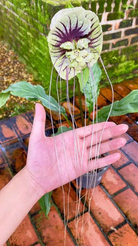 White Moon Bat Plant - Large