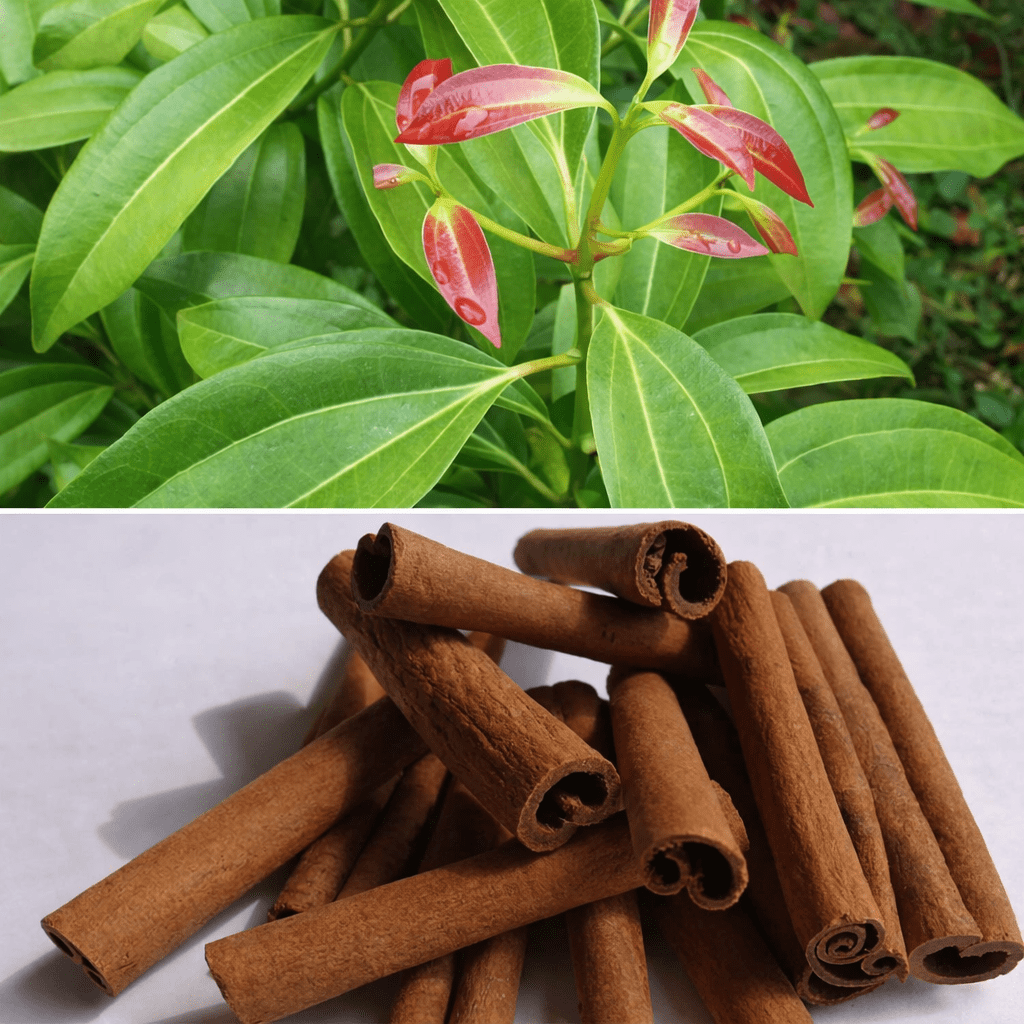 Cinnamon Tree (Cinnamomum verum) - Ladybird Nursery