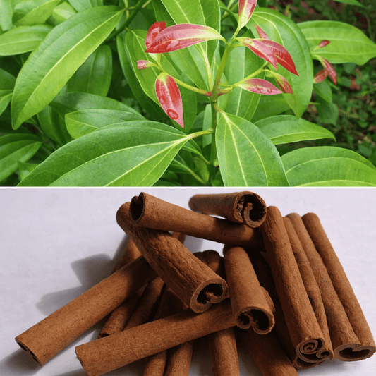 Cinnamon Tree (Cinnamomum verum) - Ladybird Nursery