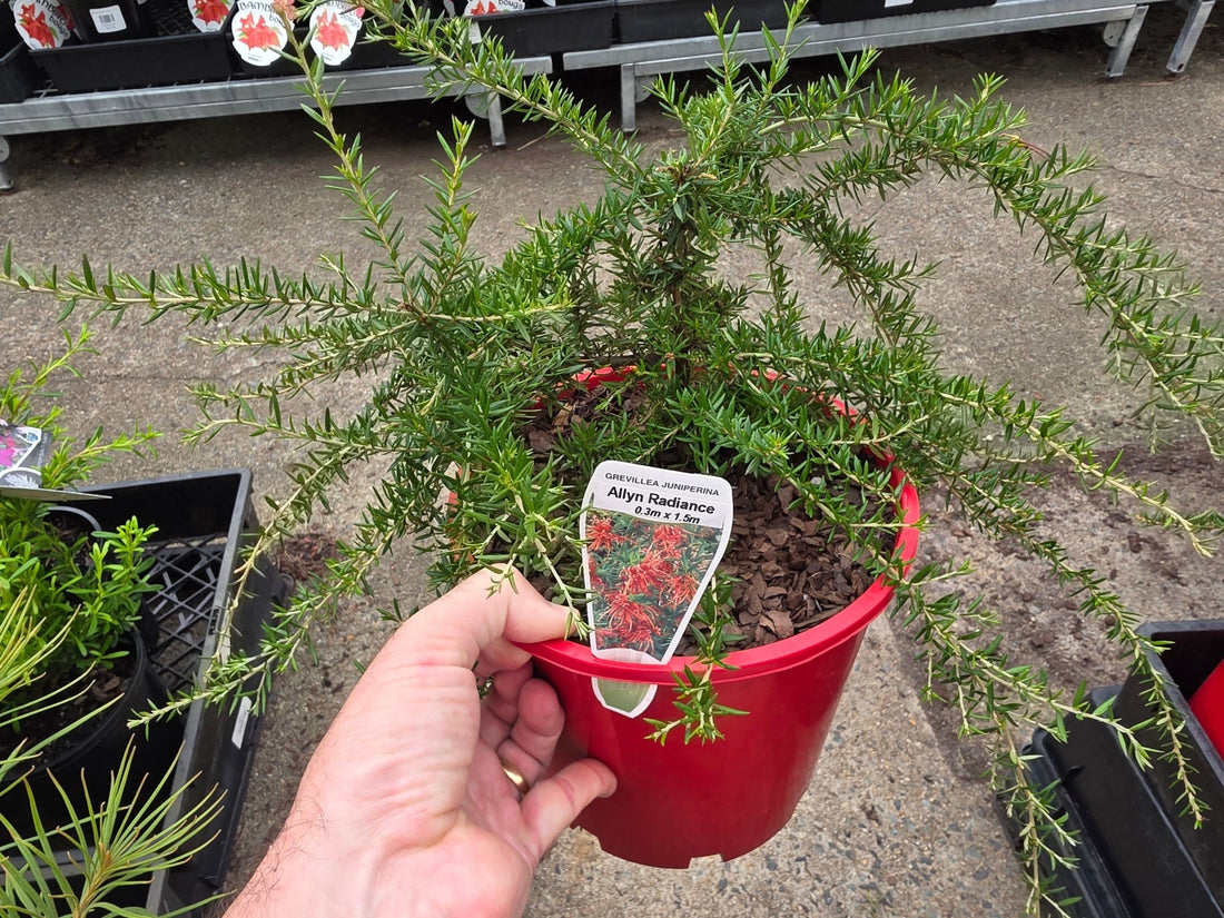 Grevillea Allyn Radiance - Ladybird Nursery