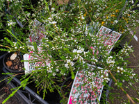 Fringe Myrtle (Micromyrtus ciliata) - Ladybird Nursery