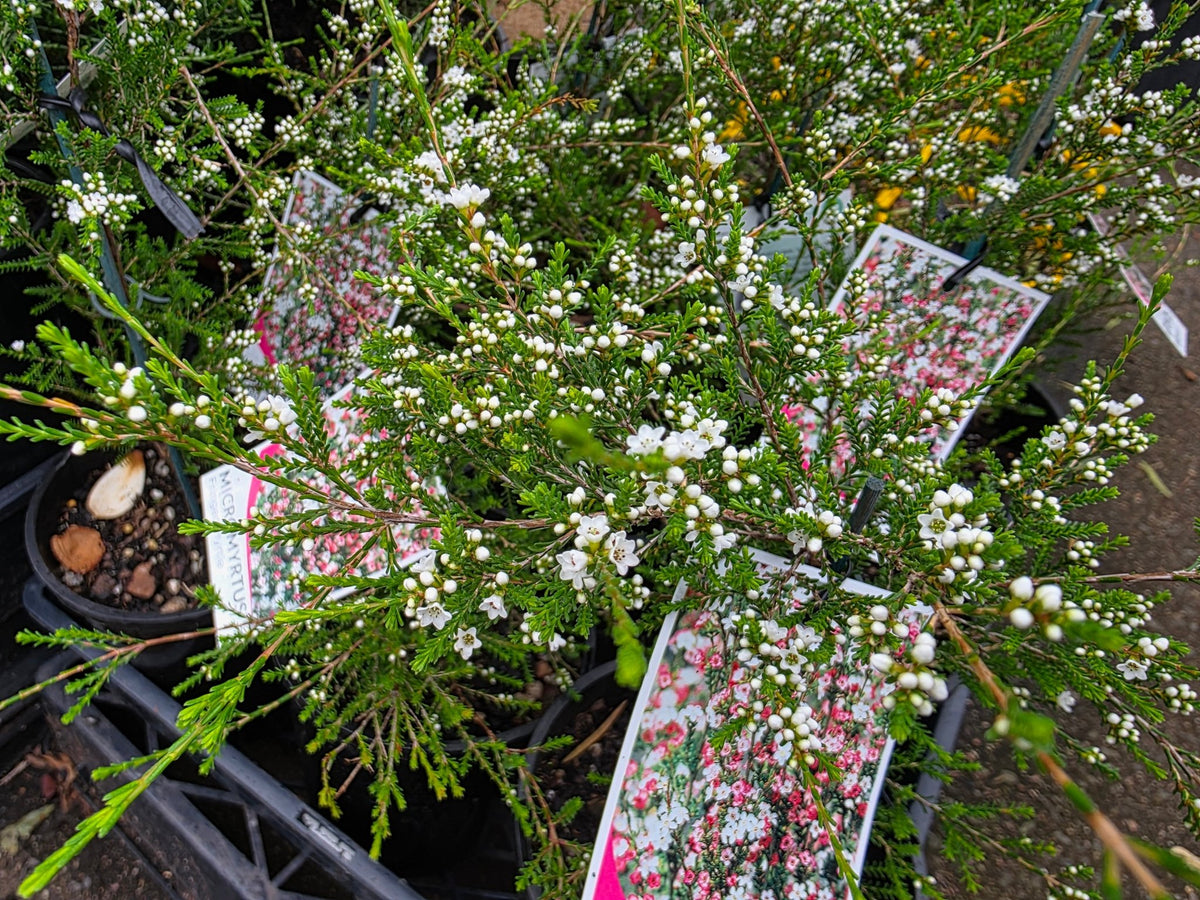 Fringe Myrtle (Micromyrtus ciliata) - Ladybird Nursery