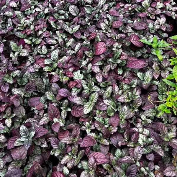 Purple Waffle Plant (Hemigraphis colorata) - Ladybird Nursery