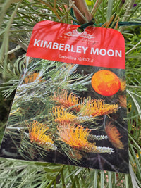 Grevillea Kimberley Moon - Ladybird Nursery