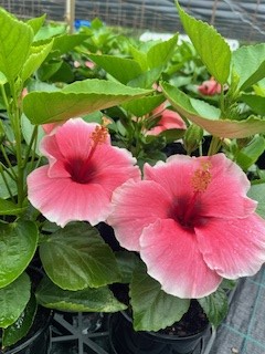 Hibiscus Flamenco™ Graces - Ladybird Nursery