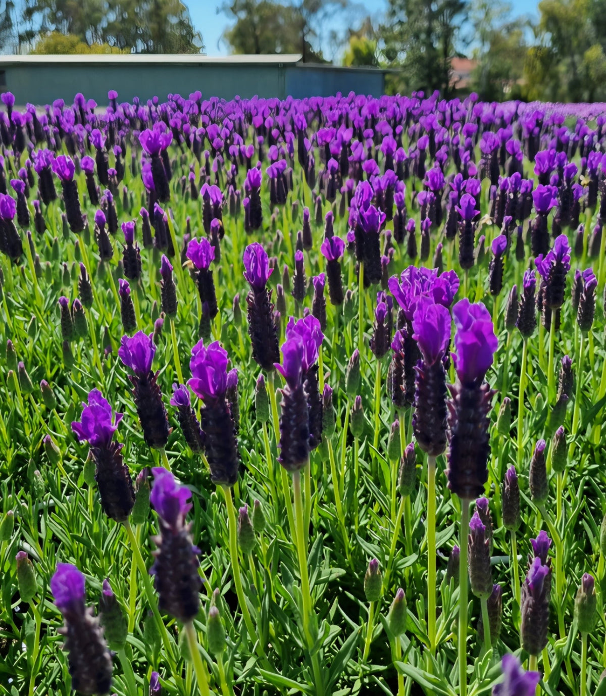 Lavender 'Purple Reign' - Ladybird Nursery