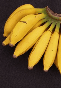 Banana 'Gold Finger' (QLD ONLY) - Ladybird Nursery