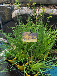 Native Leek (Bulbine bulbosa)