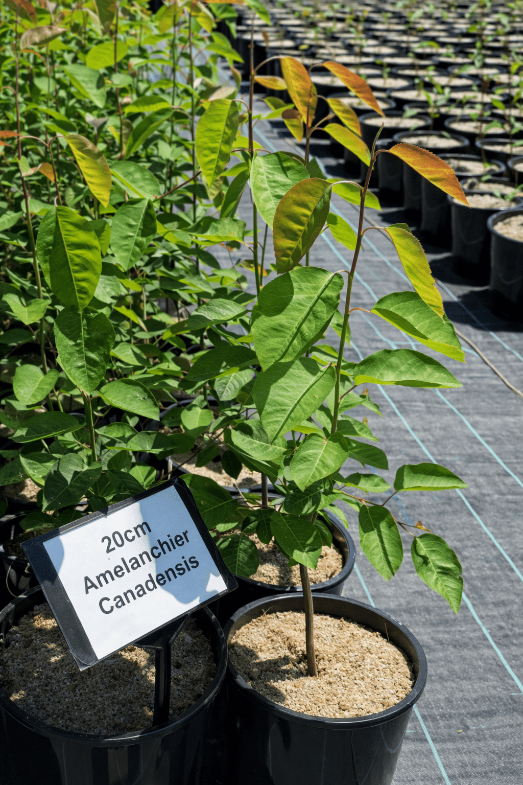Juneberry (Amelanchier canadensis) - Ladybird Nursery