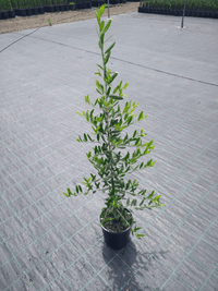 Olive 'Heritage Frantoio' 200mm - Ladybird Nursery