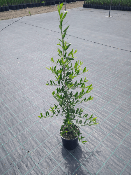 Olive 'Heritage Frantoio' 200mm - Ladybird Nursery