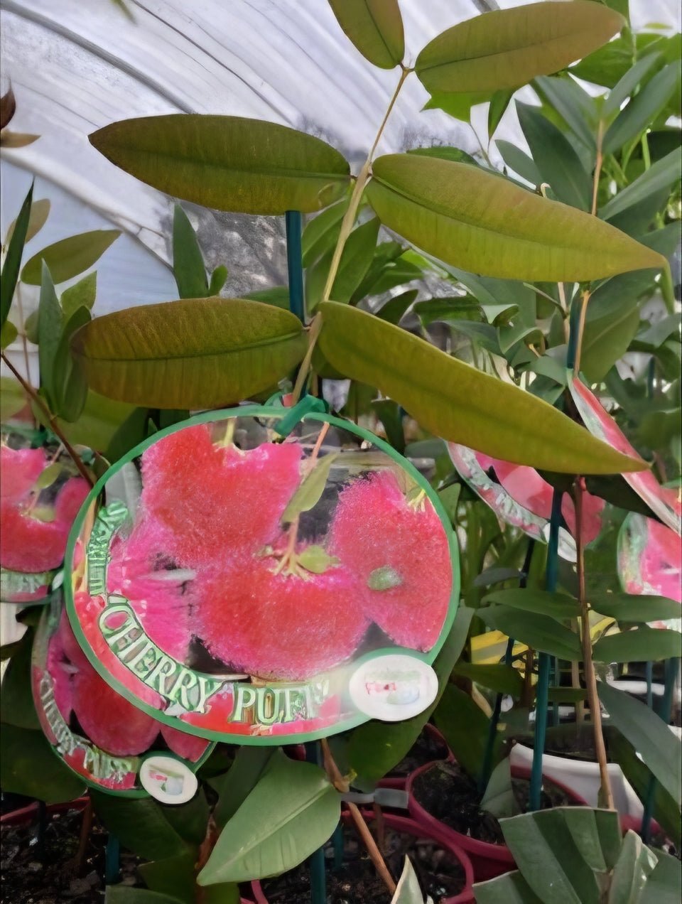 Lilly Pilly 'Powder Puff' (Syzygium wilsonii) - Ladybird Nursery