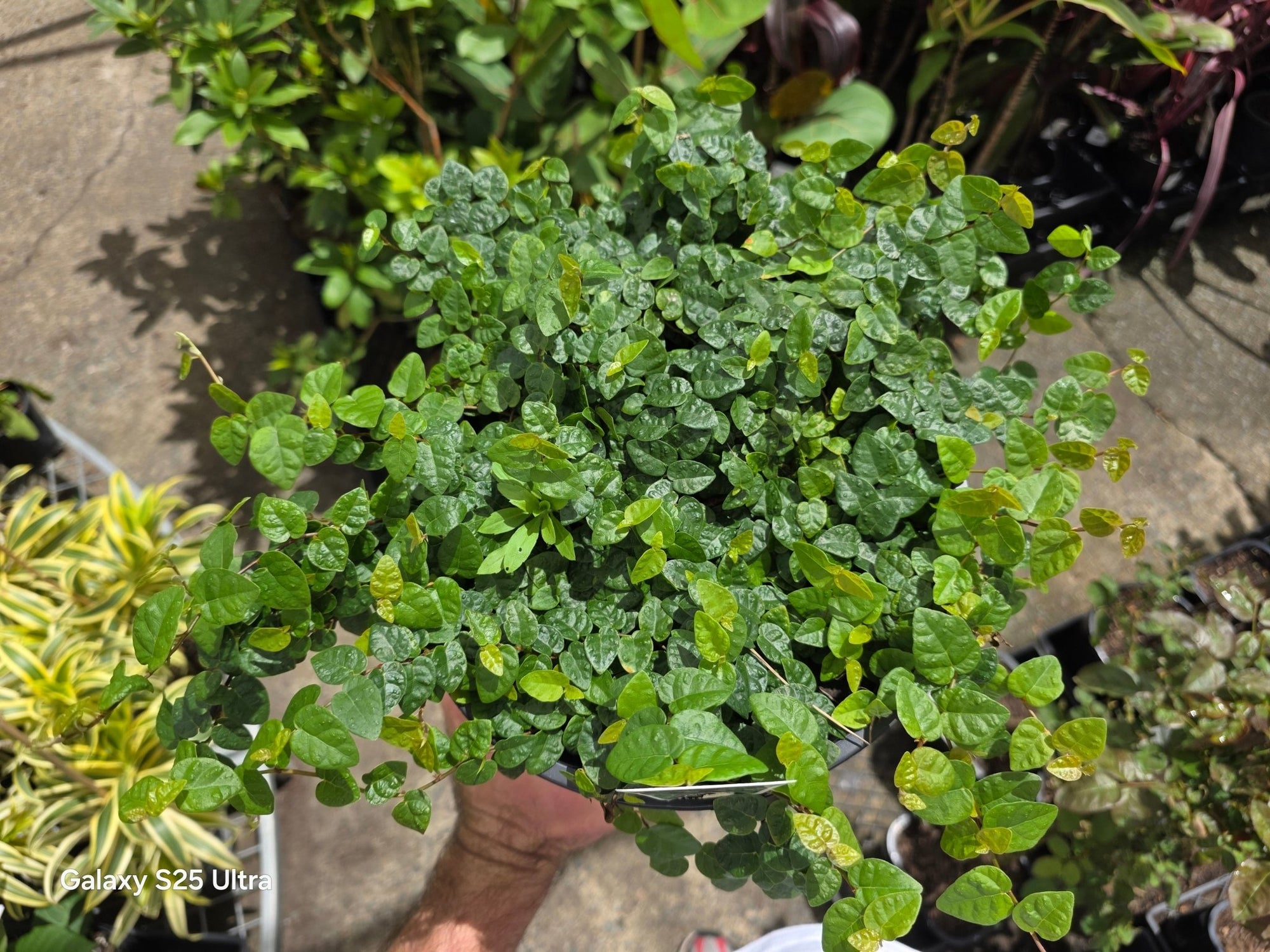 Climbing Fig (Ficus pumila) - 200mm Pot - Ladybird Nursery