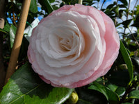 Camellia 'Desire' (Camellia japonica) - Ladybird Nursery