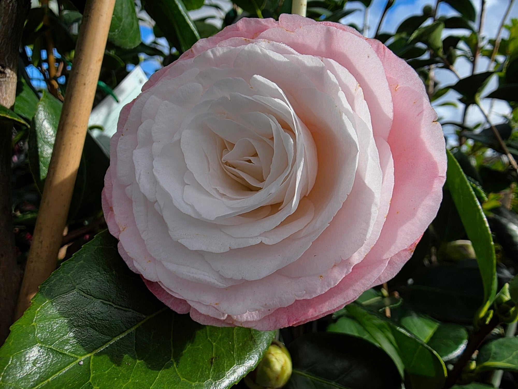 Camellia 'Desire' (Camellia japonica) - Ladybird Nursery