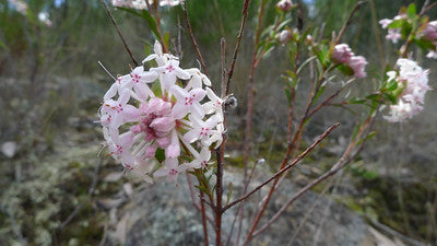 Pimelea linifolia pink