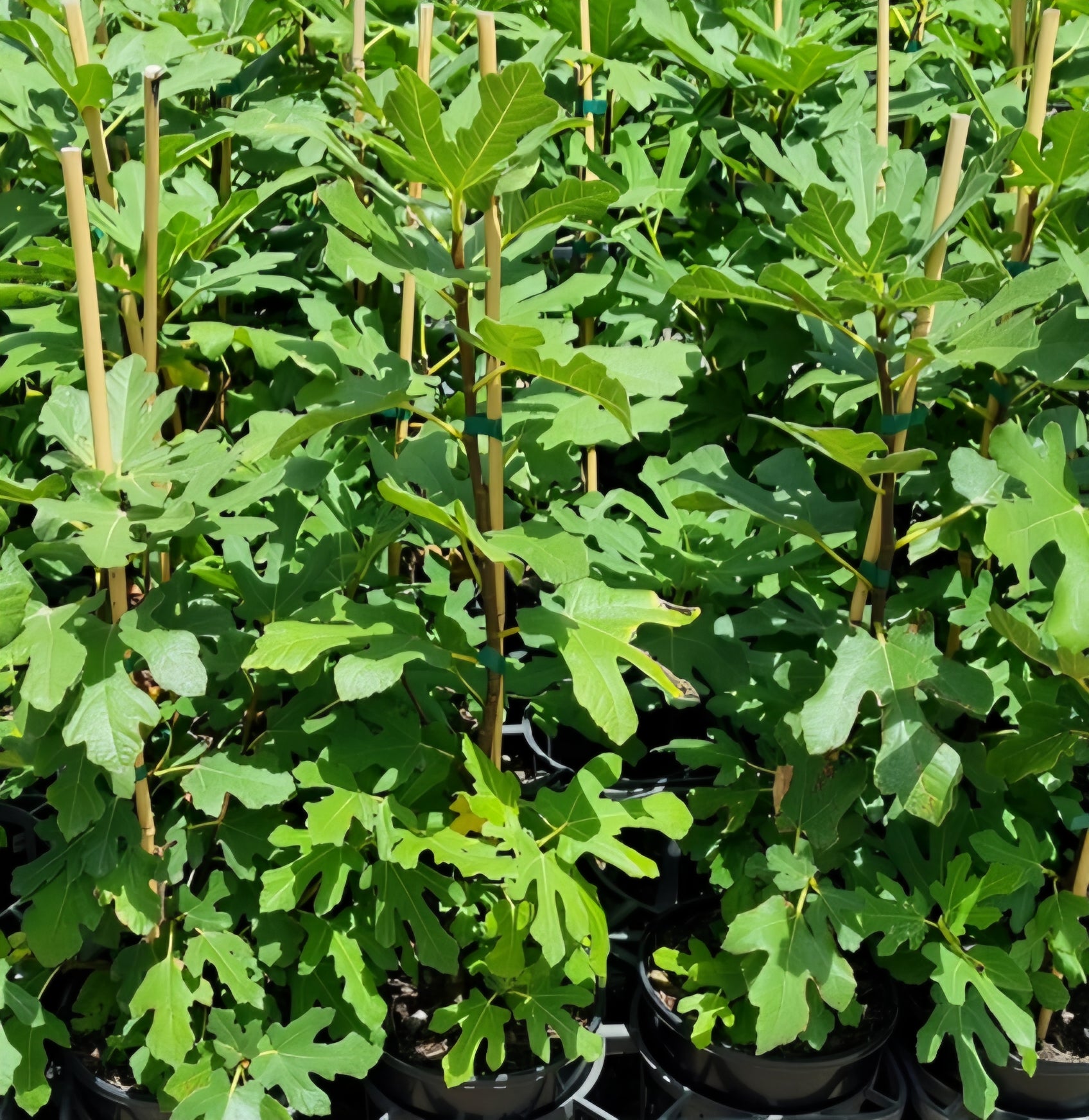 Black Genoa Fig - Medium - Ladybird Nursery