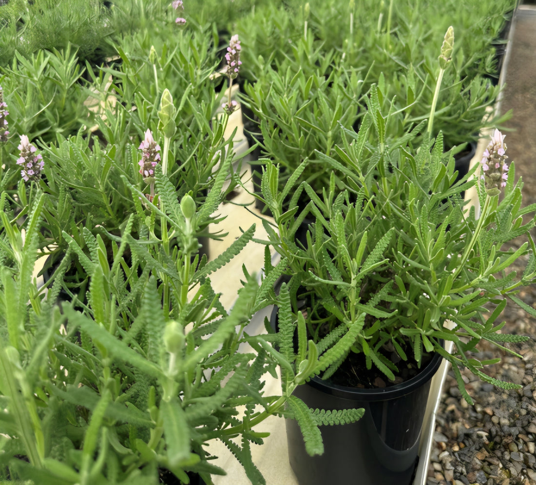 Lavender ‘French’ (Lavandula dentata) - Ladybird Nursery