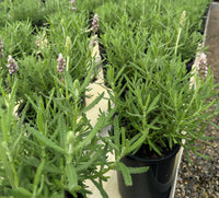 Lavender ‘French’ (Lavandula dentata) - Ladybird Nursery
