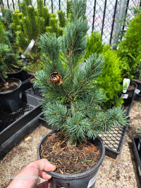 Japanese White Pine ‘Ibo‑can’ (Pinus parviflora) - Ladybird Nursery
